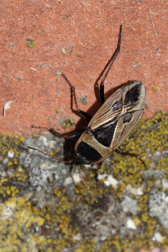 Lygaeidae: Xanthochilus saturnius - Marche