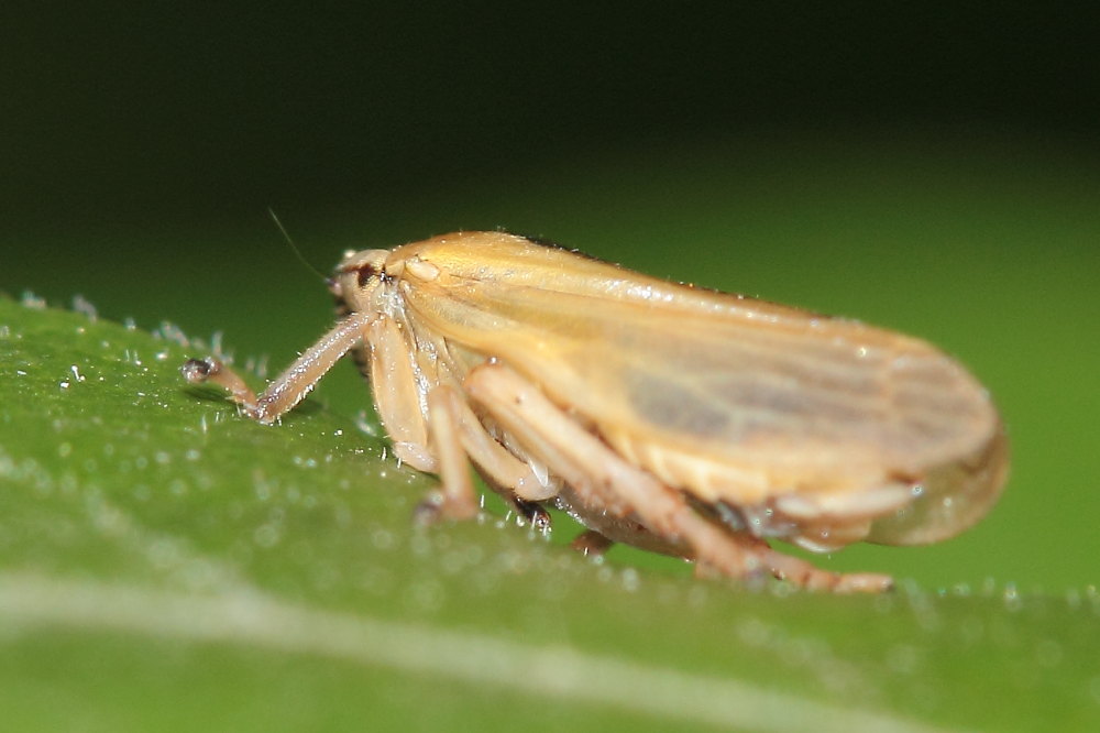 Da identificare......la sputacchina: Philaenus spumarius