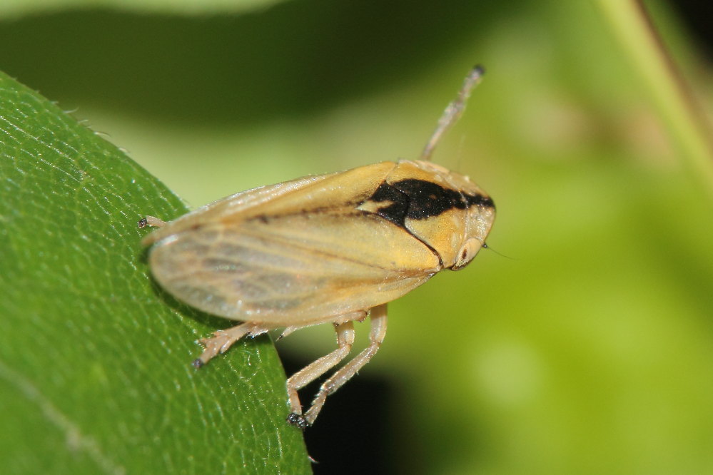Da identificare......la sputacchina: Philaenus spumarius