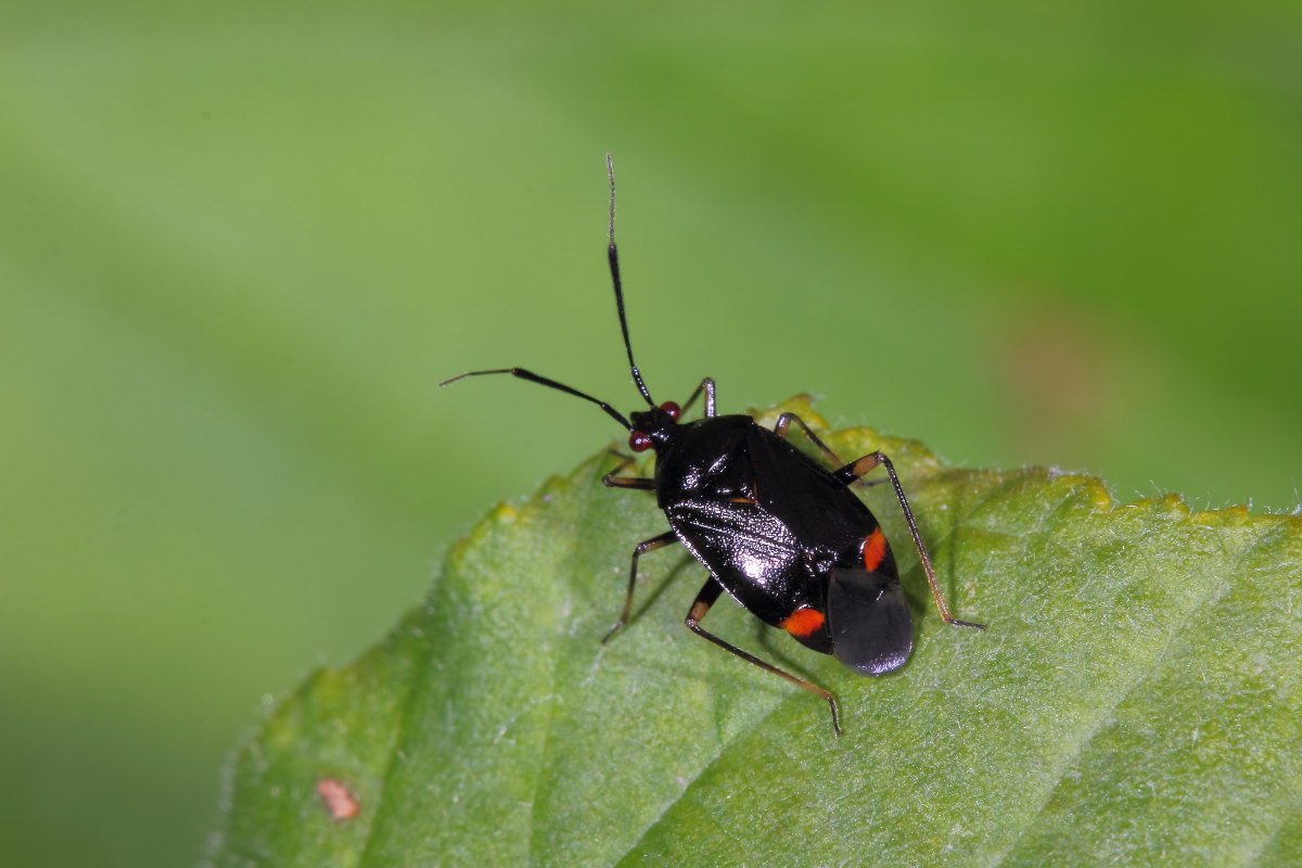 Miridae: Deraeocoris ruber f.segusina delle Marche (AN)