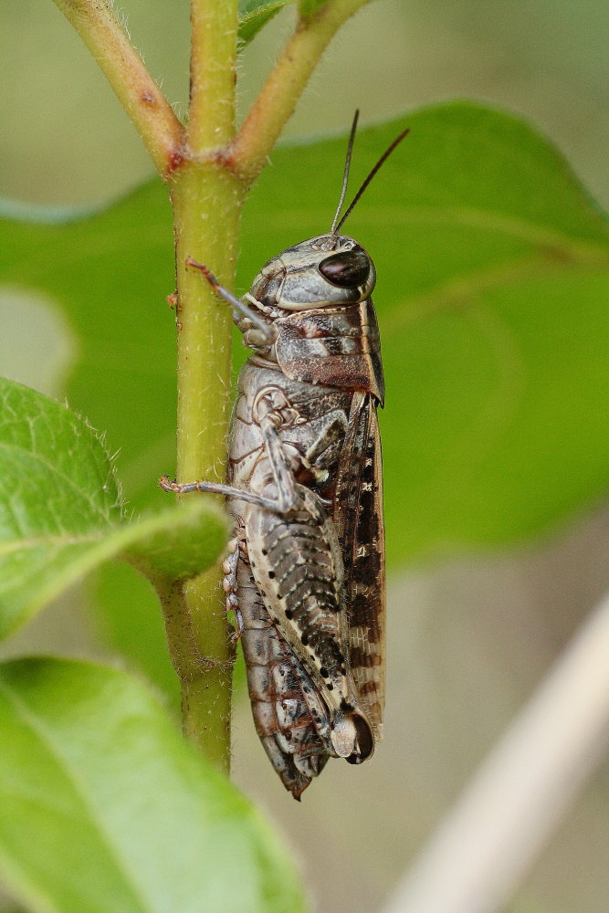 Calliptamus sp. femmina