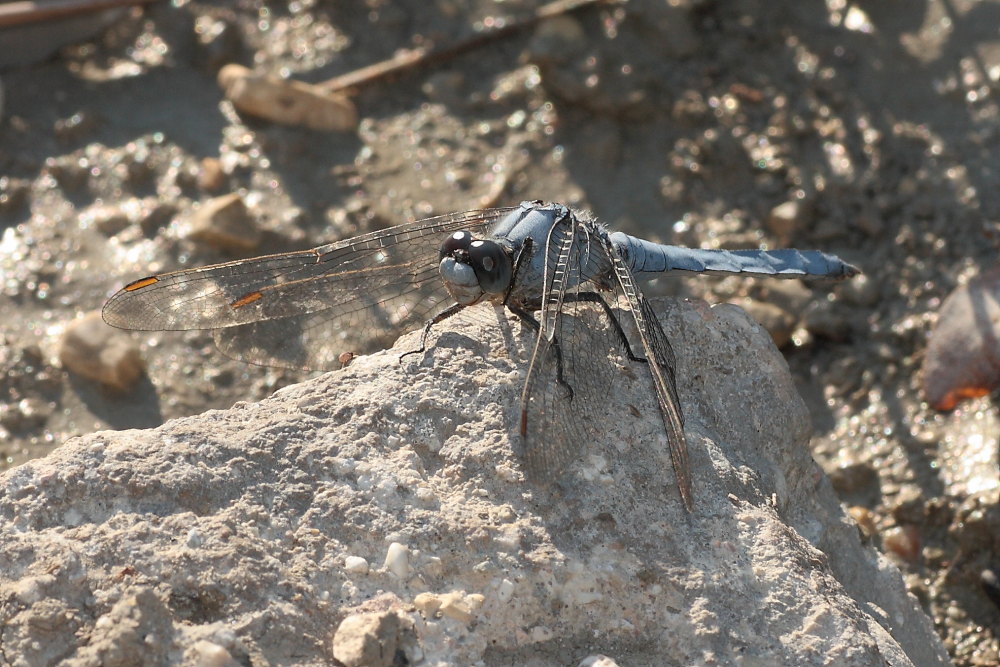 Orthetrum brunneum
