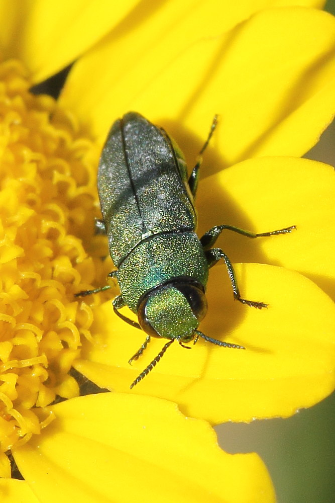 Anthaxia nitidula ? Anthaxia millefolii ssp. polychloros