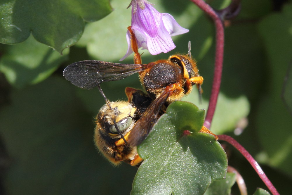 Apidae Megachilinae