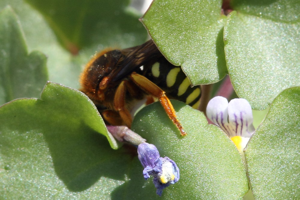 Apidae Megachilinae