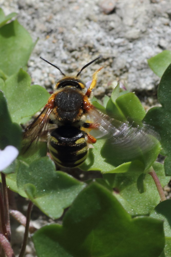 Apidae Megachilinae