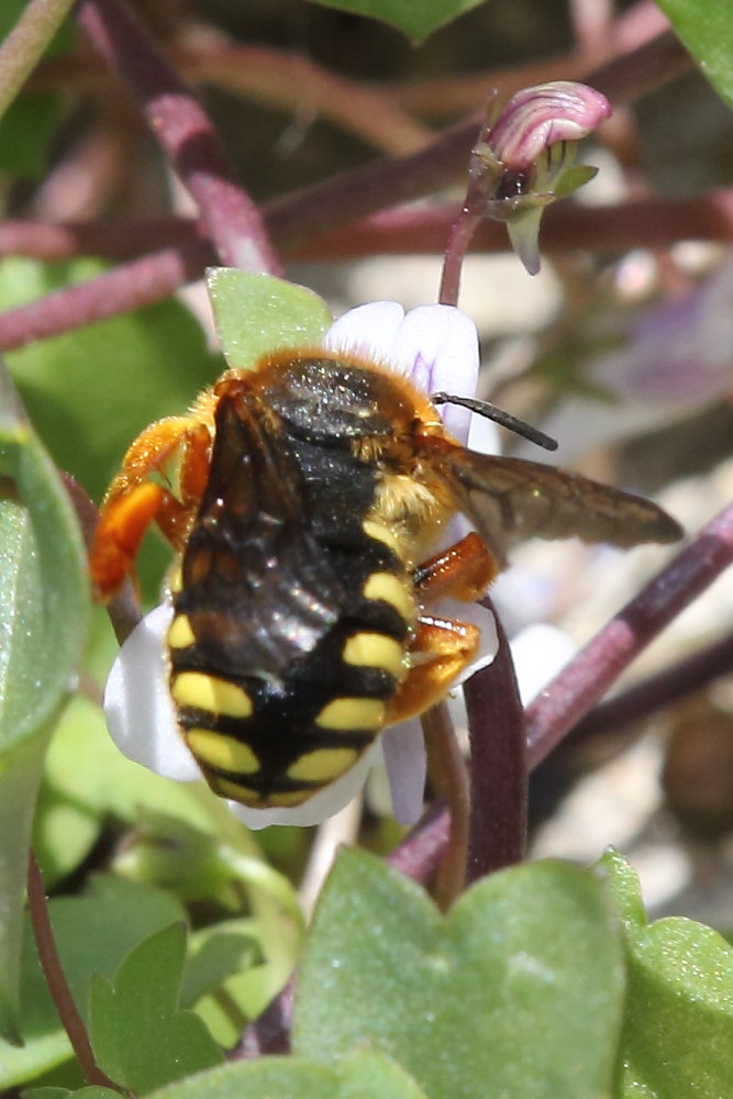 Apidae Megachilinae