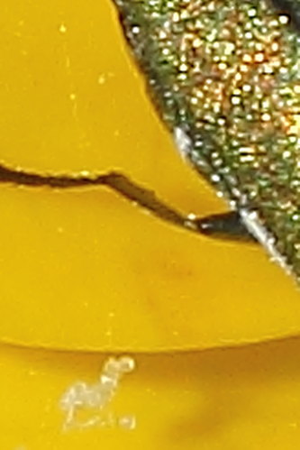 Anthaxia nitidula ? Anthaxia millefolii ssp. polychloros