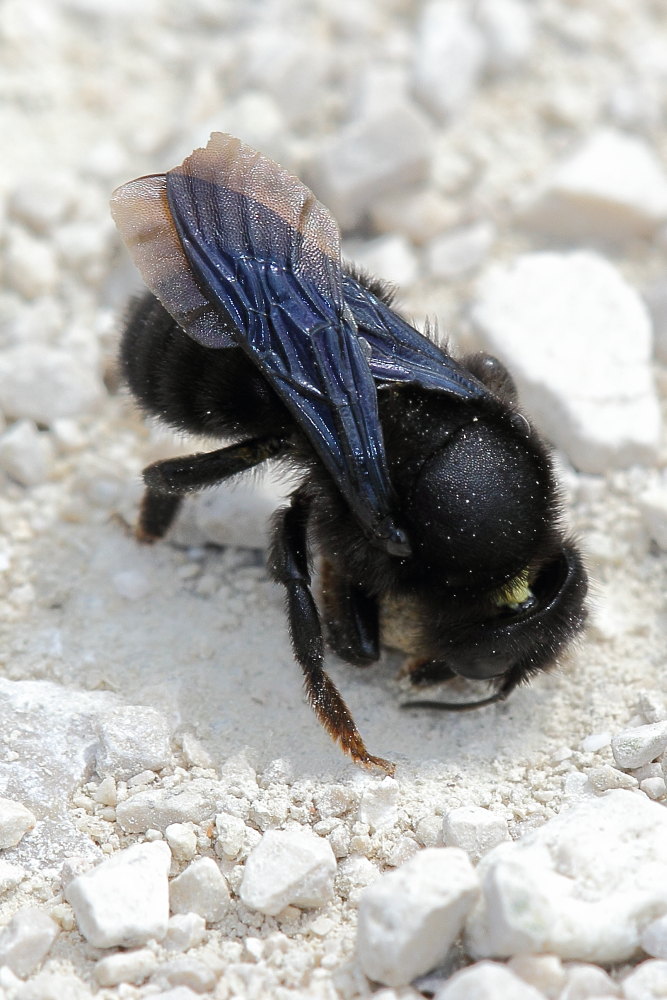 Chalicodoma sp. che raccoglie terra per il nido