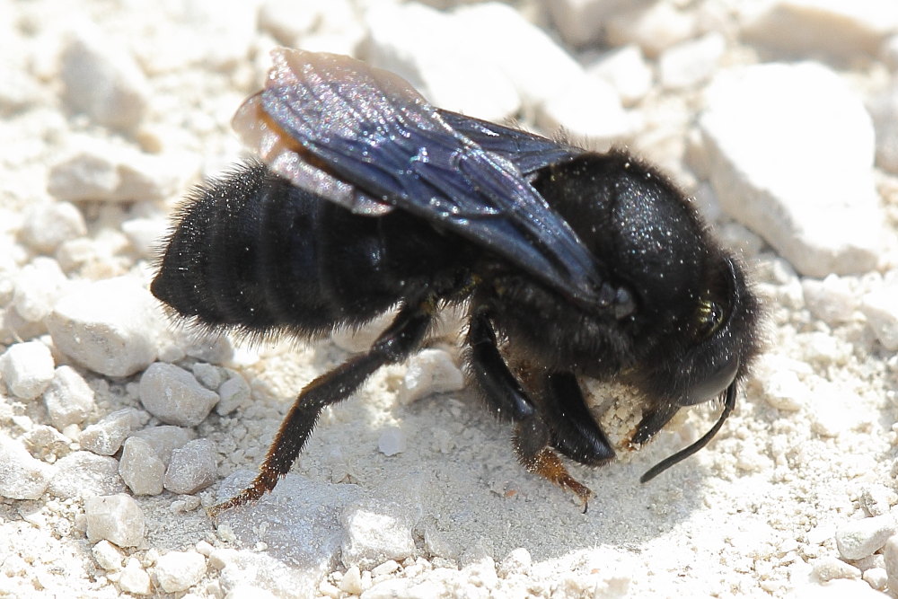 Chalicodoma sp. che raccoglie terra per il nido