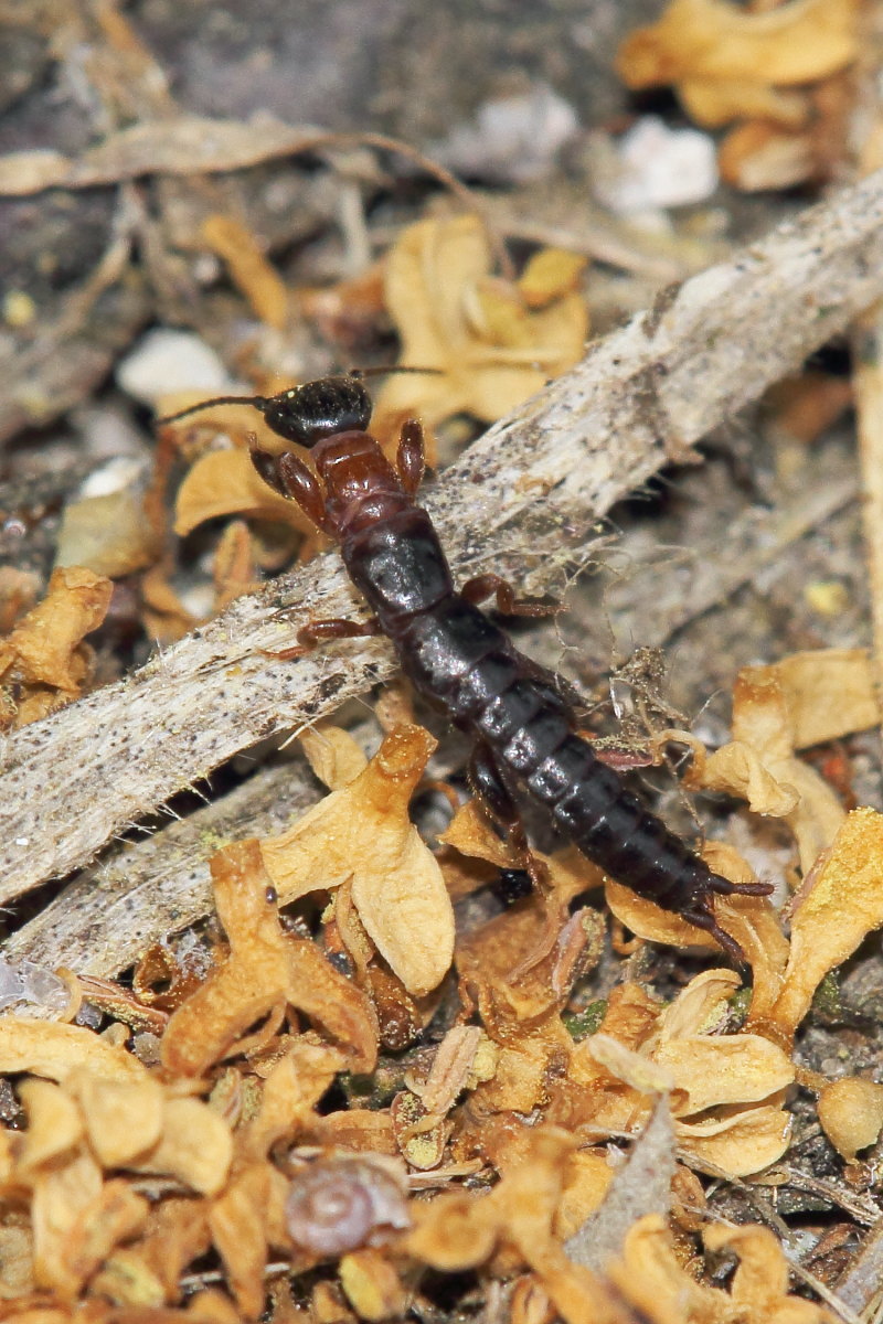 Embiottero anconetano