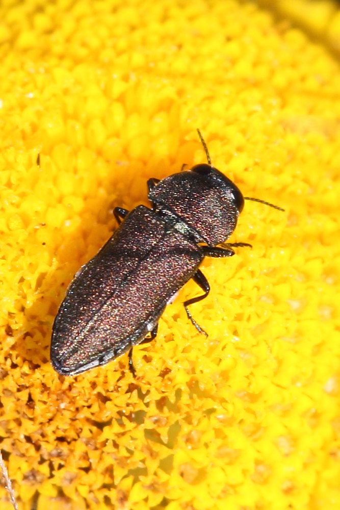 Anthaxia da identificare