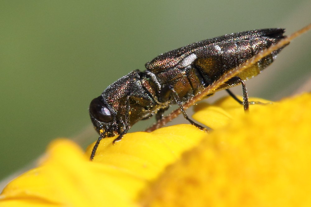 Anthaxia da identificare