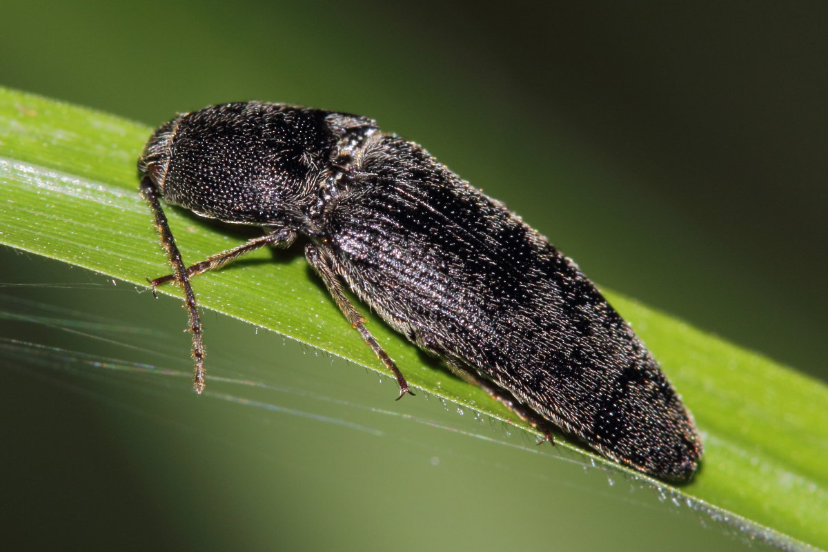 Elateridae da identificare: Melanotus sp.