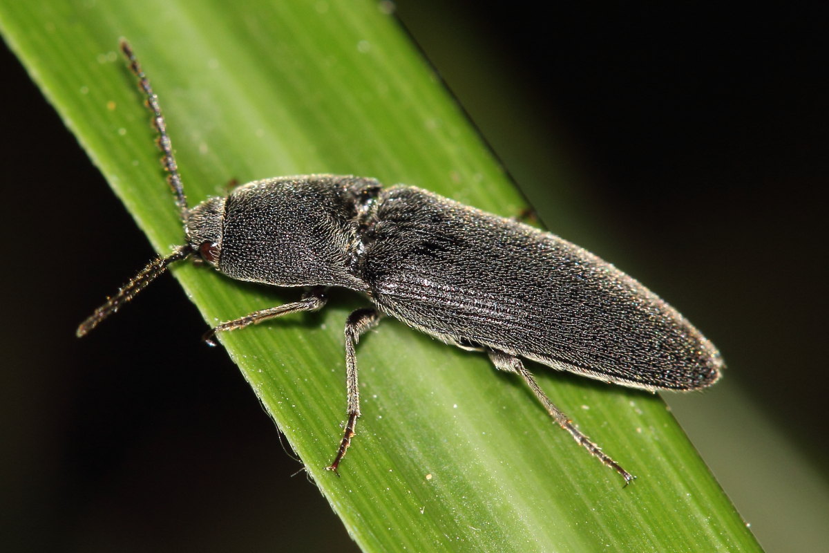 Elateridae da identificare: Melanotus sp.