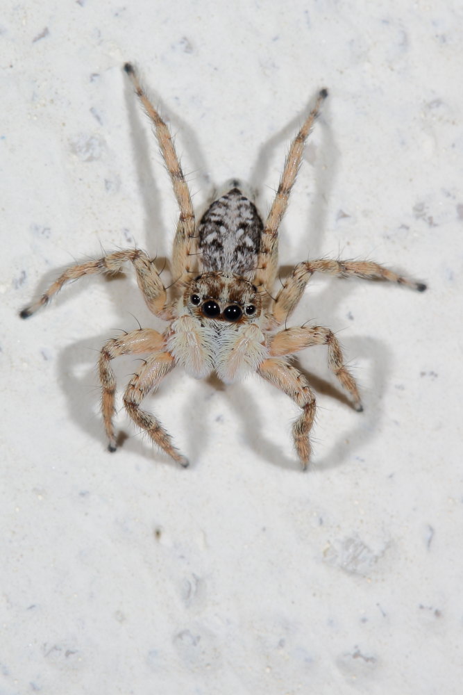 Menemerus semilimbatus - Ancona (AN)