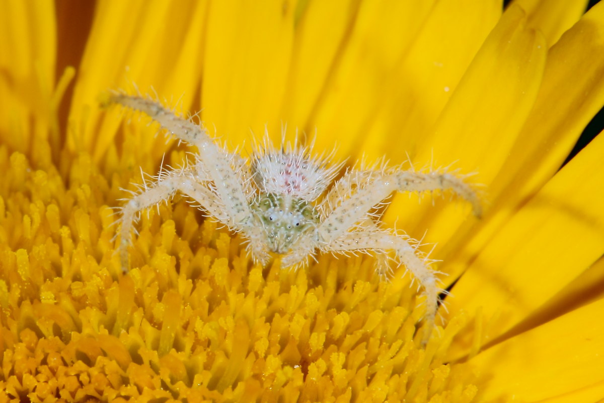 Hariaeus hirtus - Monte Conero (AN)