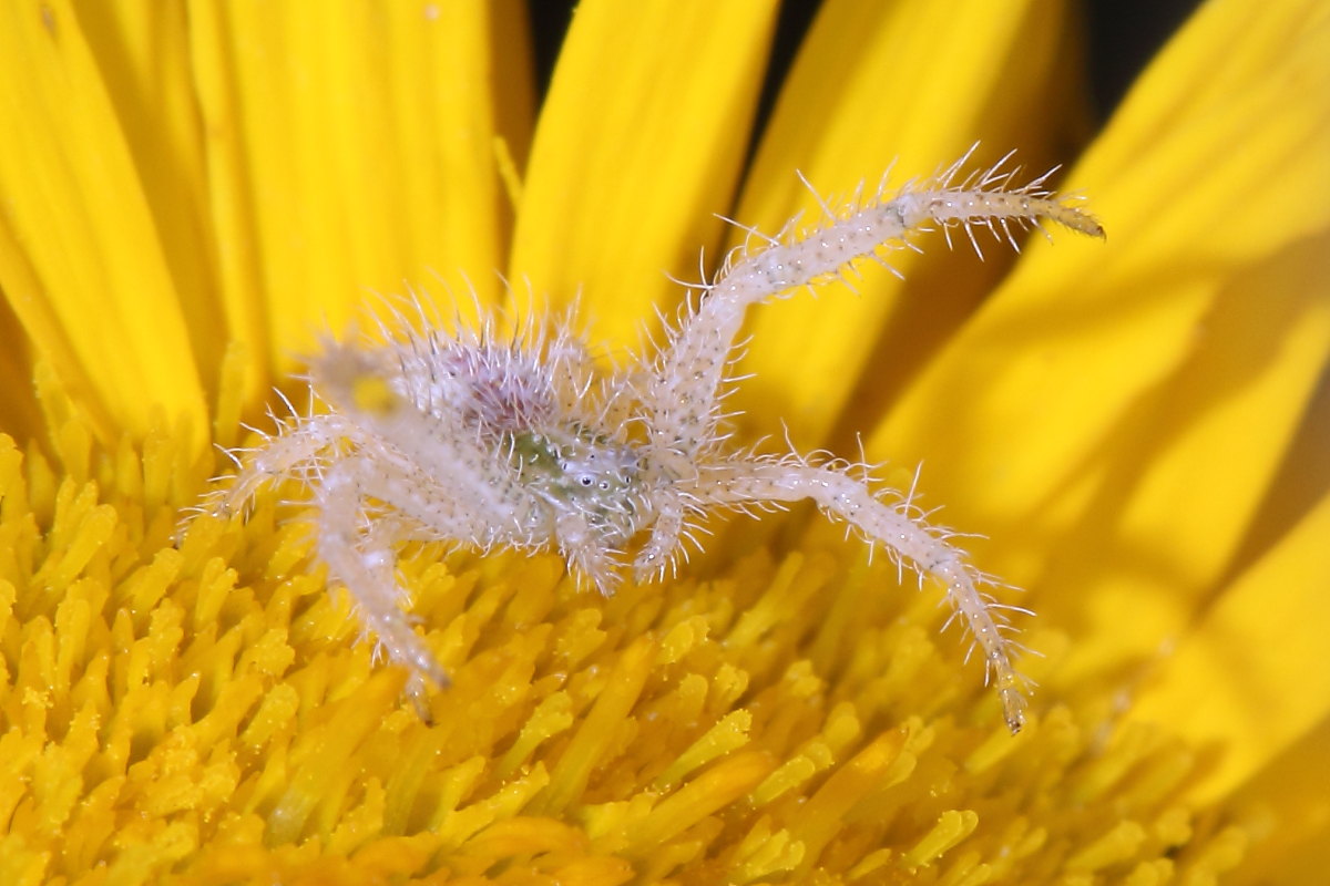 Hariaeus hirtus - Monte Conero (AN)