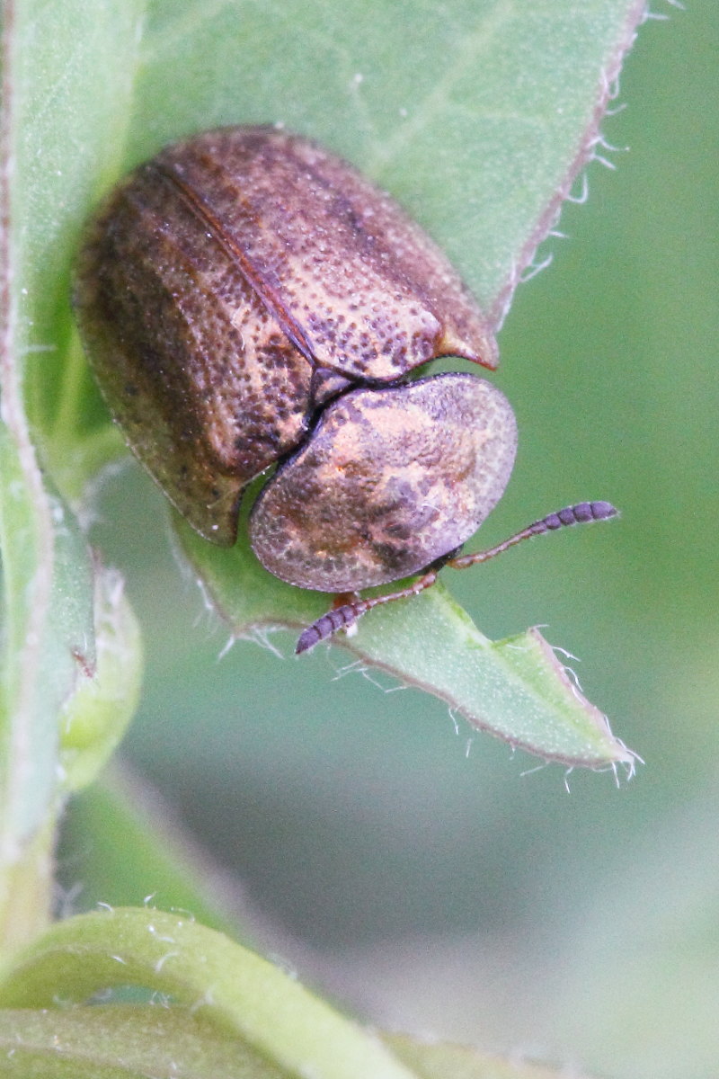 Cassida nebulosa (cf.)