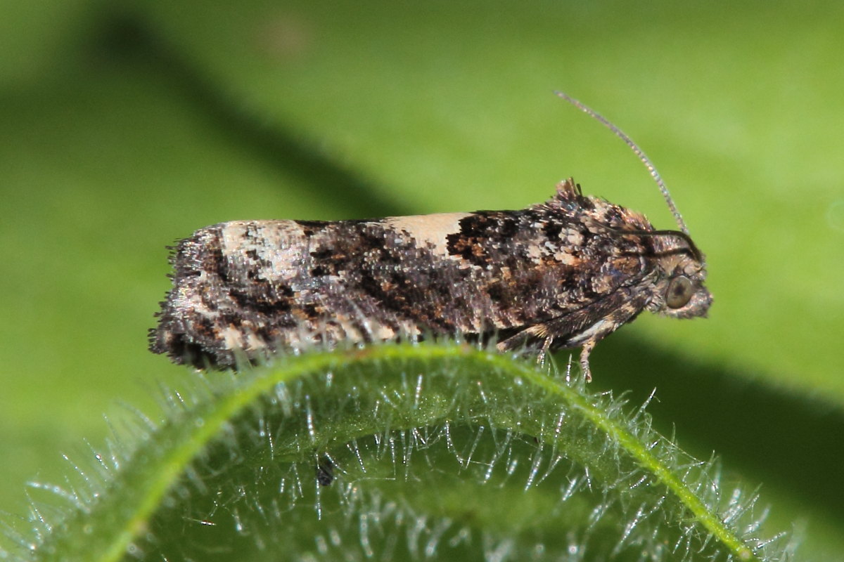Microlepidottero da identificare
