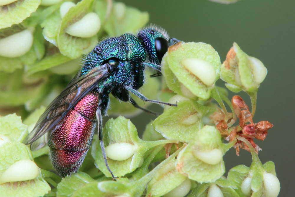 Chrysididae da identificare: Chrysis sexdentata