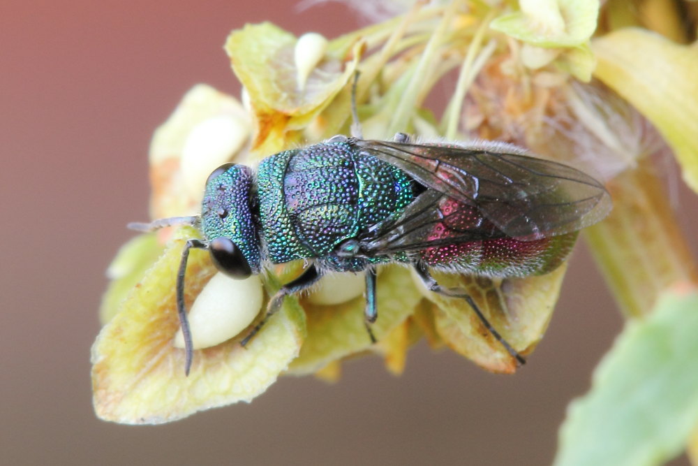 Chrysididae da identificare: Chrysis sexdentata