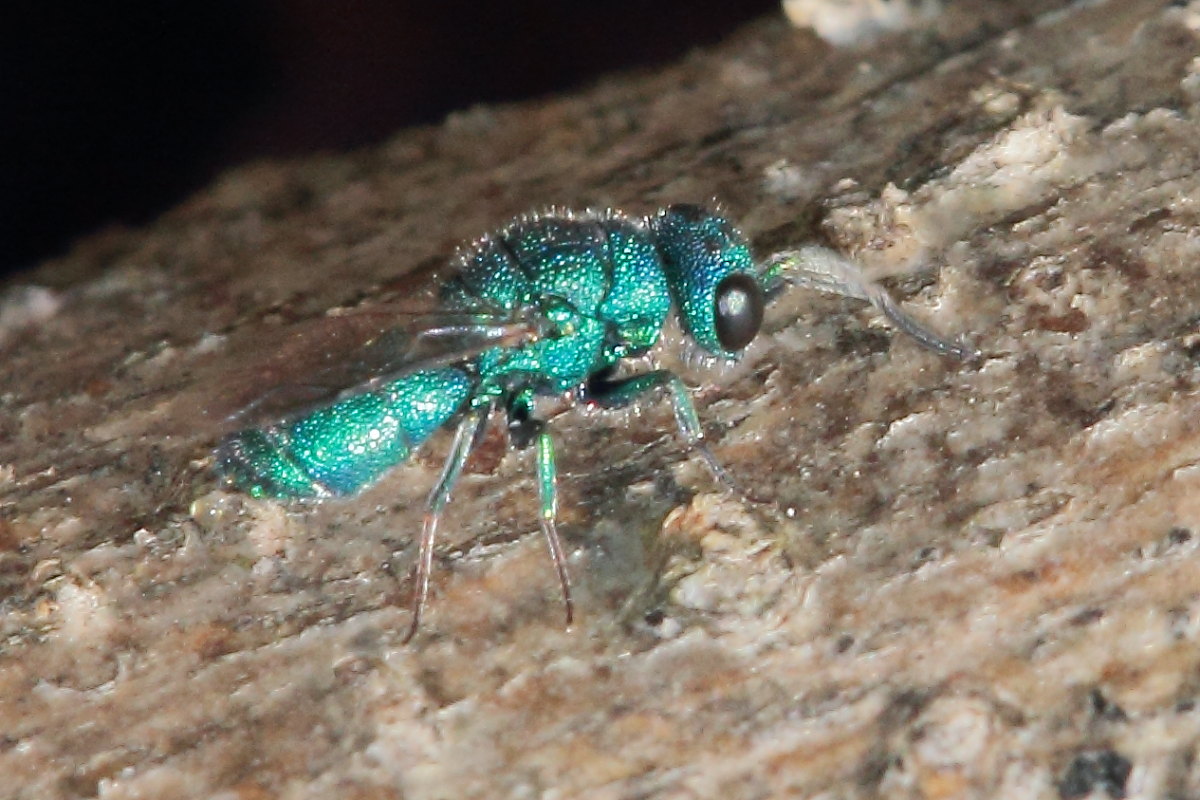 Chrysididae da identificare