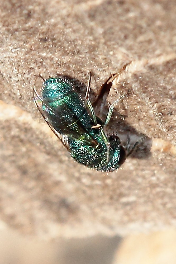 Chrysididae da identificare