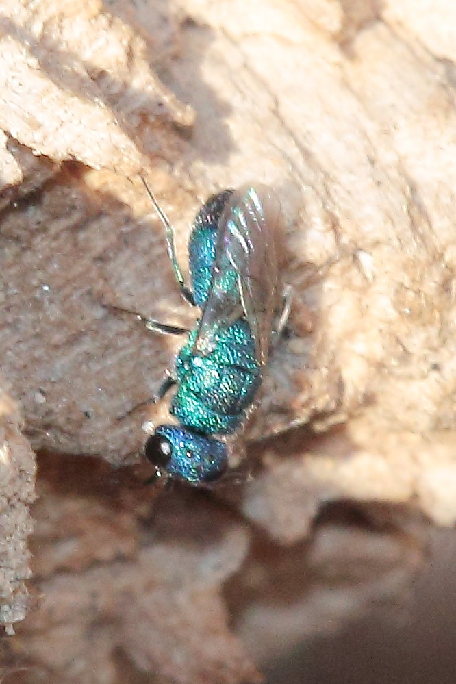 Chrysididae da identificare