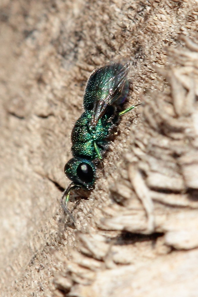 Chrysididae da identificare