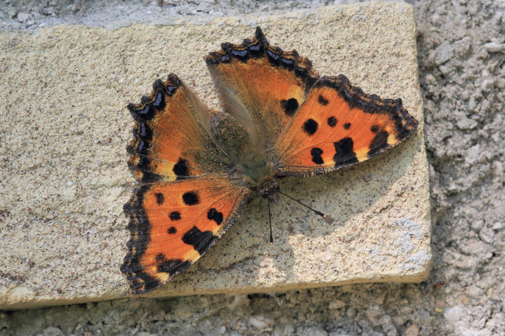 La  mia prima Nymphalis polychloros