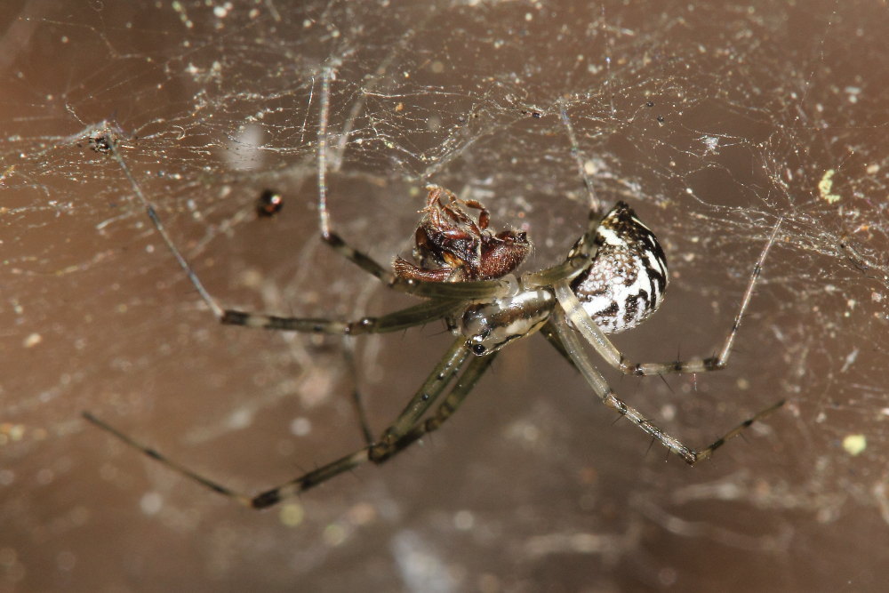 Linyphiidae
