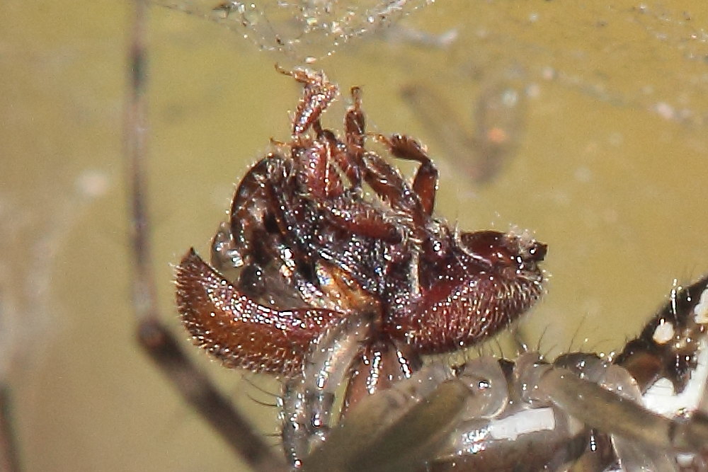 Linyphiidae