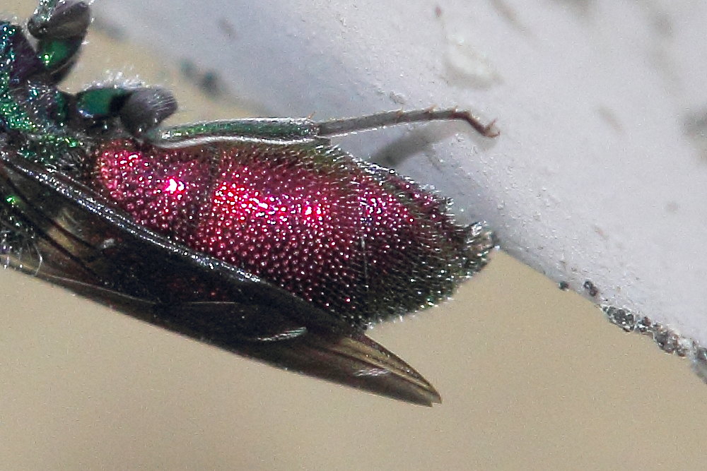 Chrysis sexdentata