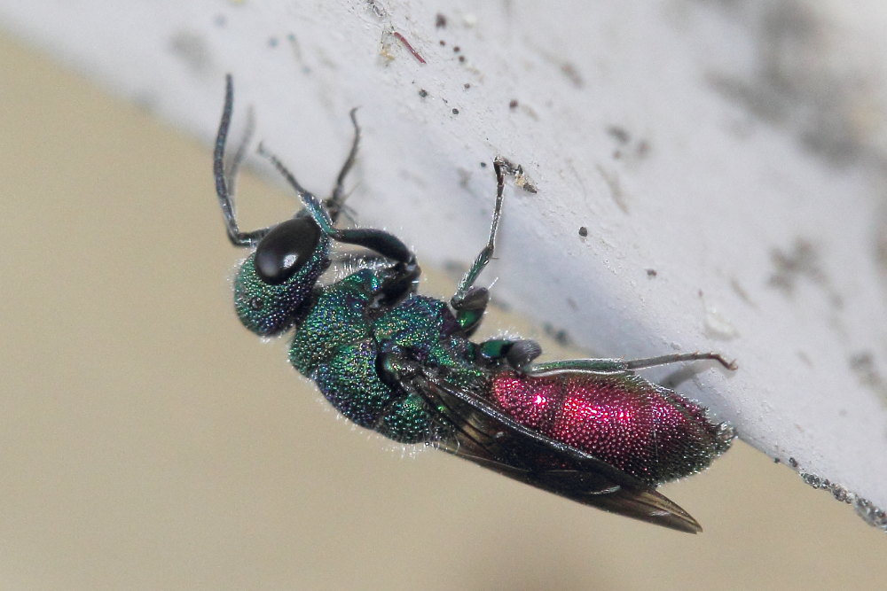 Chrysis sexdentata