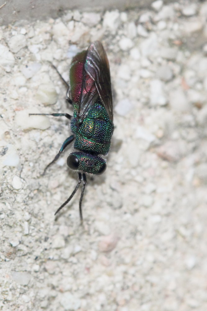 Chrysis sexdentata