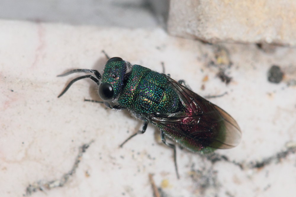 Chrysis sexdentata