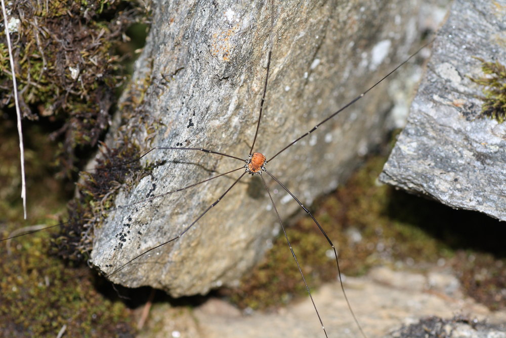 Opilioni alpini da Pejo (TN)