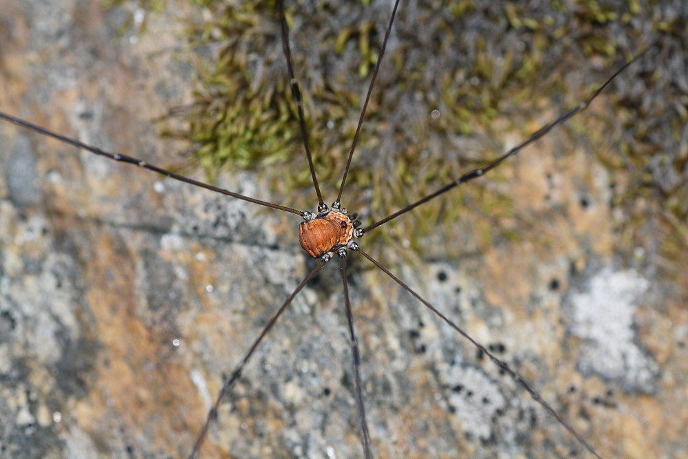 Opilioni alpini da Pejo (TN)