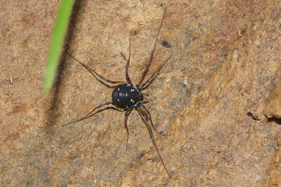 Opilioni alpini da Pejo (TN)