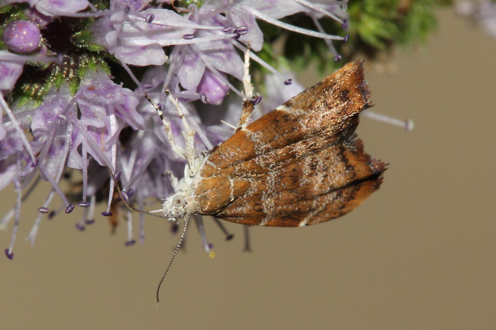 Da identificare - Choreutis nemorana