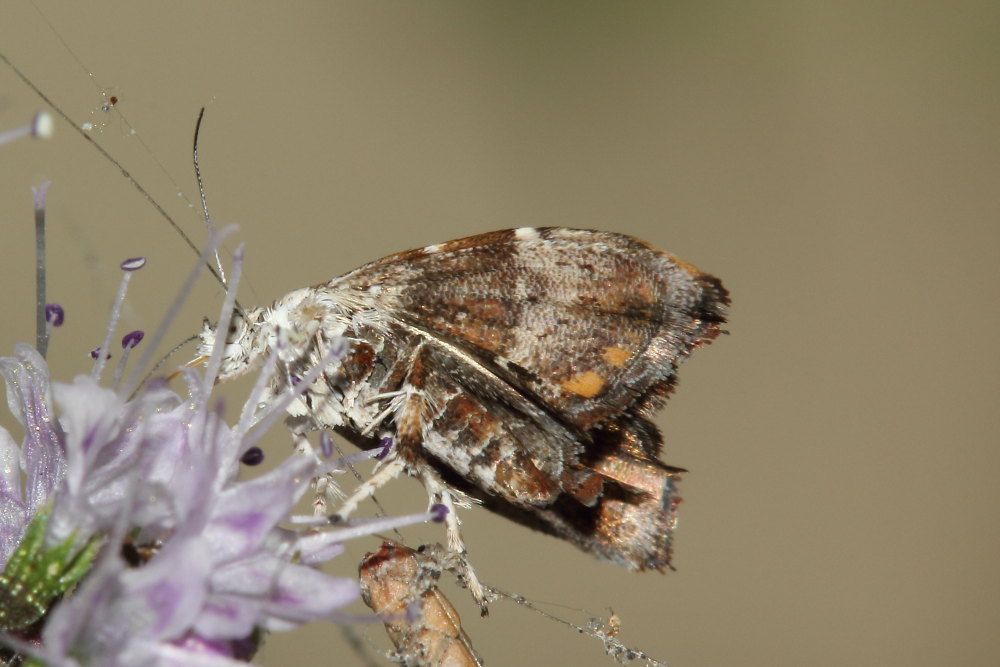 Da identificare - Choreutis nemorana