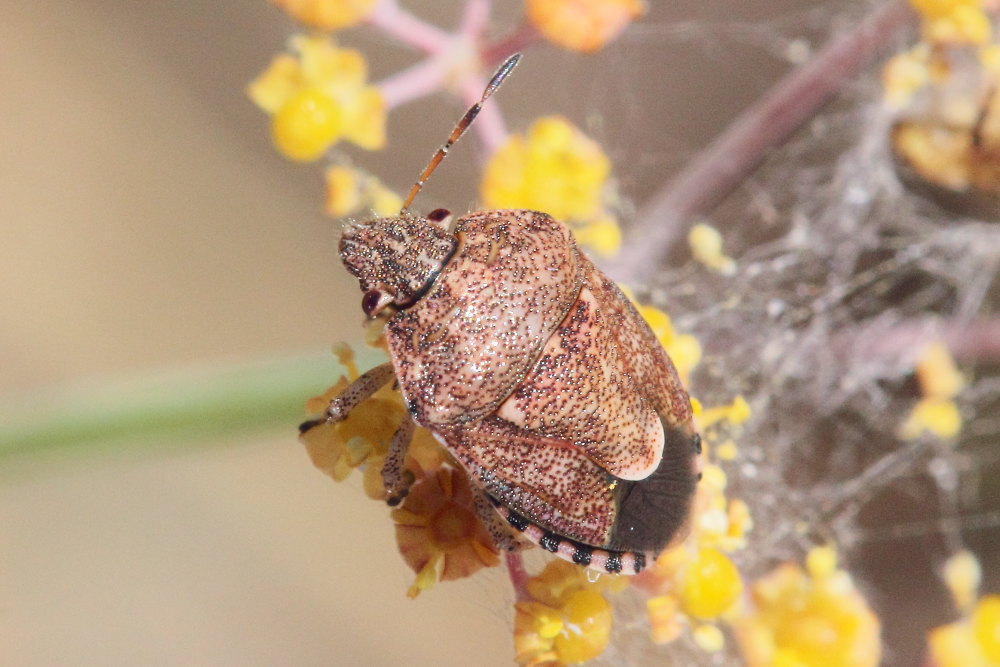 Pentatomidae: Staria lunata del Monte Conero (AN)