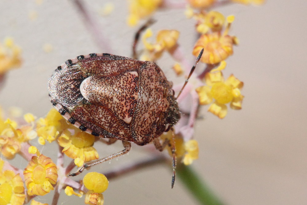 Pentatomidae: Staria lunata del Monte Conero (AN)