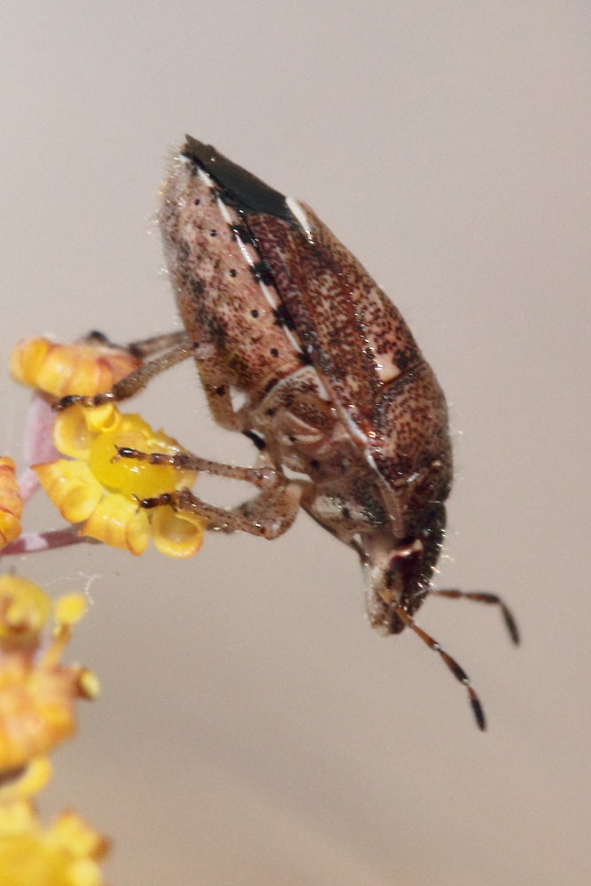Pentatomidae: Staria lunata del Monte Conero (AN)