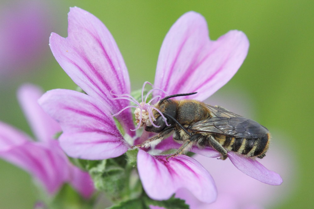 Apidae Megachilinae: Megachile sp.
