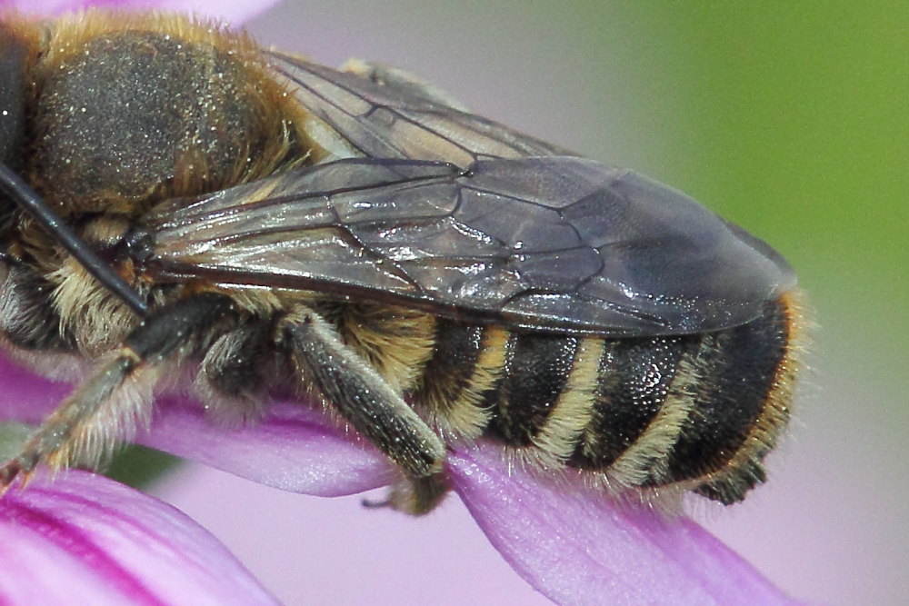 Apidae Megachilinae: Megachile sp.