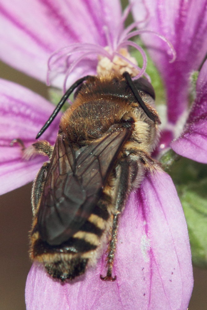 Apidae Megachilinae: Megachile sp.