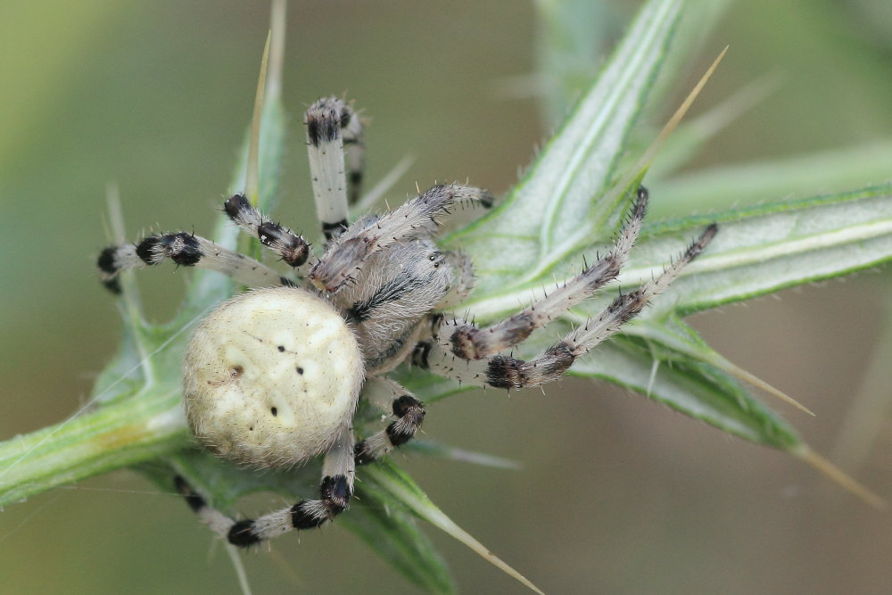 Araneus quadratus - Monte San Vicino (MC)