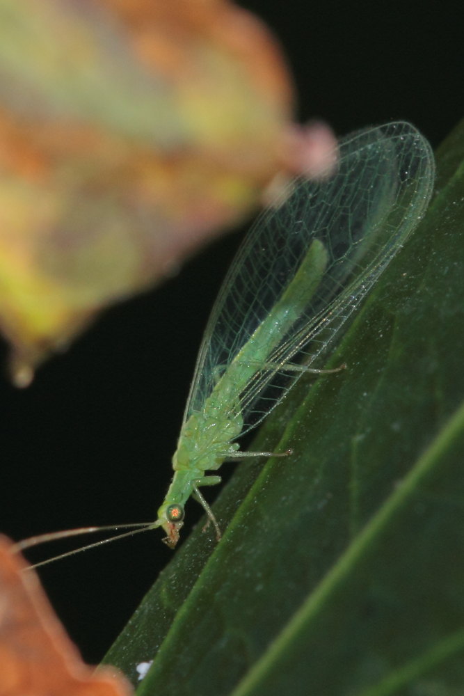 Chrysopa o Chrysoperla ?